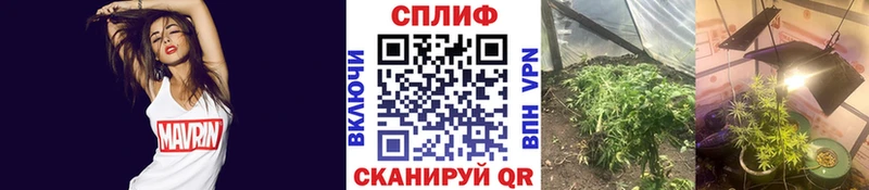 Бошки Шишки план blacksprut зеркало Заволжье